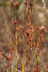 Themeda triandra