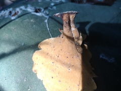 Favolus acervatus