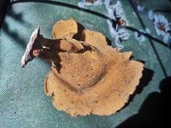 Favolus acervatus