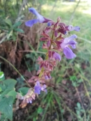 Salvia longispicata