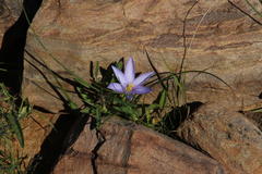 Syringodea longituba violacea