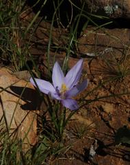 Syringodea longituba violacea