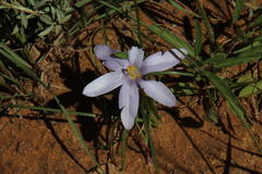 Syringodea longituba violacea