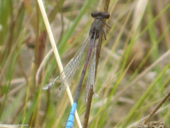 Oxyallagma dissidens