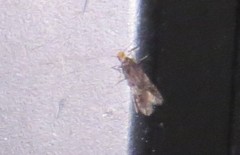 Oinophila v-flava