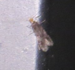 Oinophila v-flava