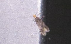 Oinophila v-flava