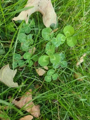 Trifolium repens