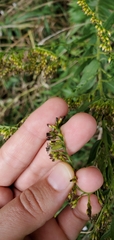 Rhopalomyia anthophila