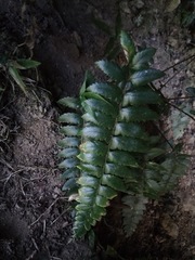 Polystichum prionolepis
