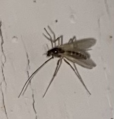Chironomidae