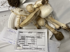 Leucoagaricus naucinus