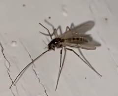 Chironomidae