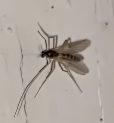 Chironomidae