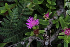 Delosperma lavisiae
