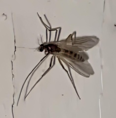 Chironomidae