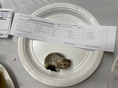 Boletopsis subsquamosa