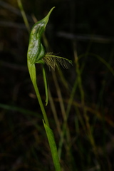 Pterostylis unicornis