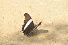 Siproeta superba superba