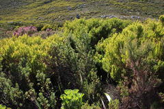 Cliffortia integerrima