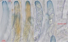 Peziza griseorosea