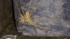 Heteropoda venatoria