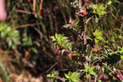 Cliffortia integerrima