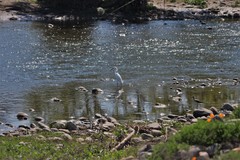 Egretta thula thula