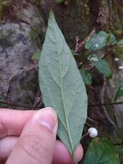 Lysimachia ardisioides