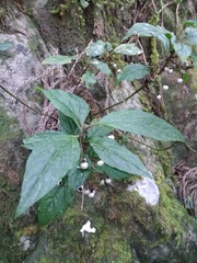 Lysimachia ardisioides