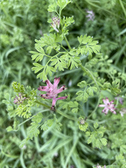 Fumaria bastardii