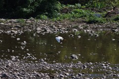 Egretta thula thula