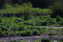 Nycticorax nycticorax obscurus