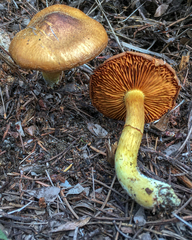 Cortinarius thiersii