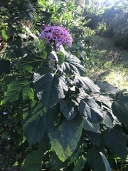 Clerodendrum bungei image