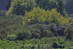 Nycticorax nycticorax obscurus