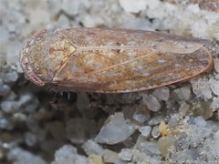 Paraphlepsius continuus