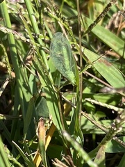 Chrysopa nigricornis