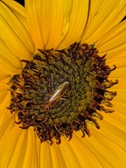 Creontiades rubrinervis