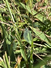Chrysopa nigricornis