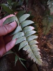 Polystichum prionolepis