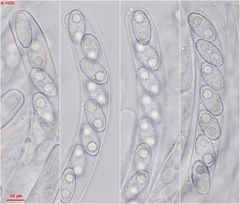 Peziza griseorosea