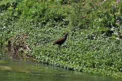 Pardirallus sanguinolentus landbecki