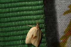 Sparganothis xanthoides