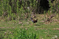 Pardirallus sanguinolentus landbecki