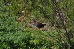 Pardirallus sanguinolentus landbecki