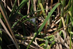 Fulica rufifrons