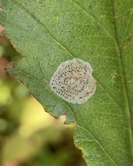 Parornix inusitatumella