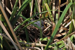 Fulica rufifrons