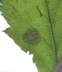 Parornix inusitatumella